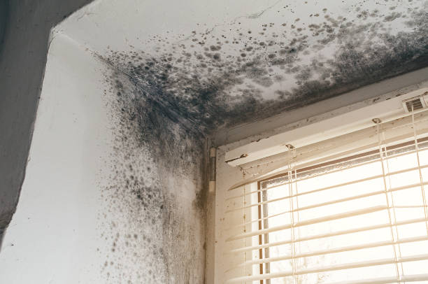 Affordable Black Mold Remediation solutions in Gretna, VA