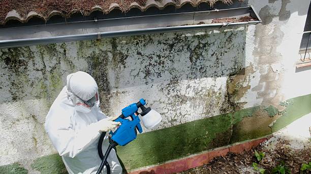Top rated local Black Mold Remediation specialists in Gretna, VA